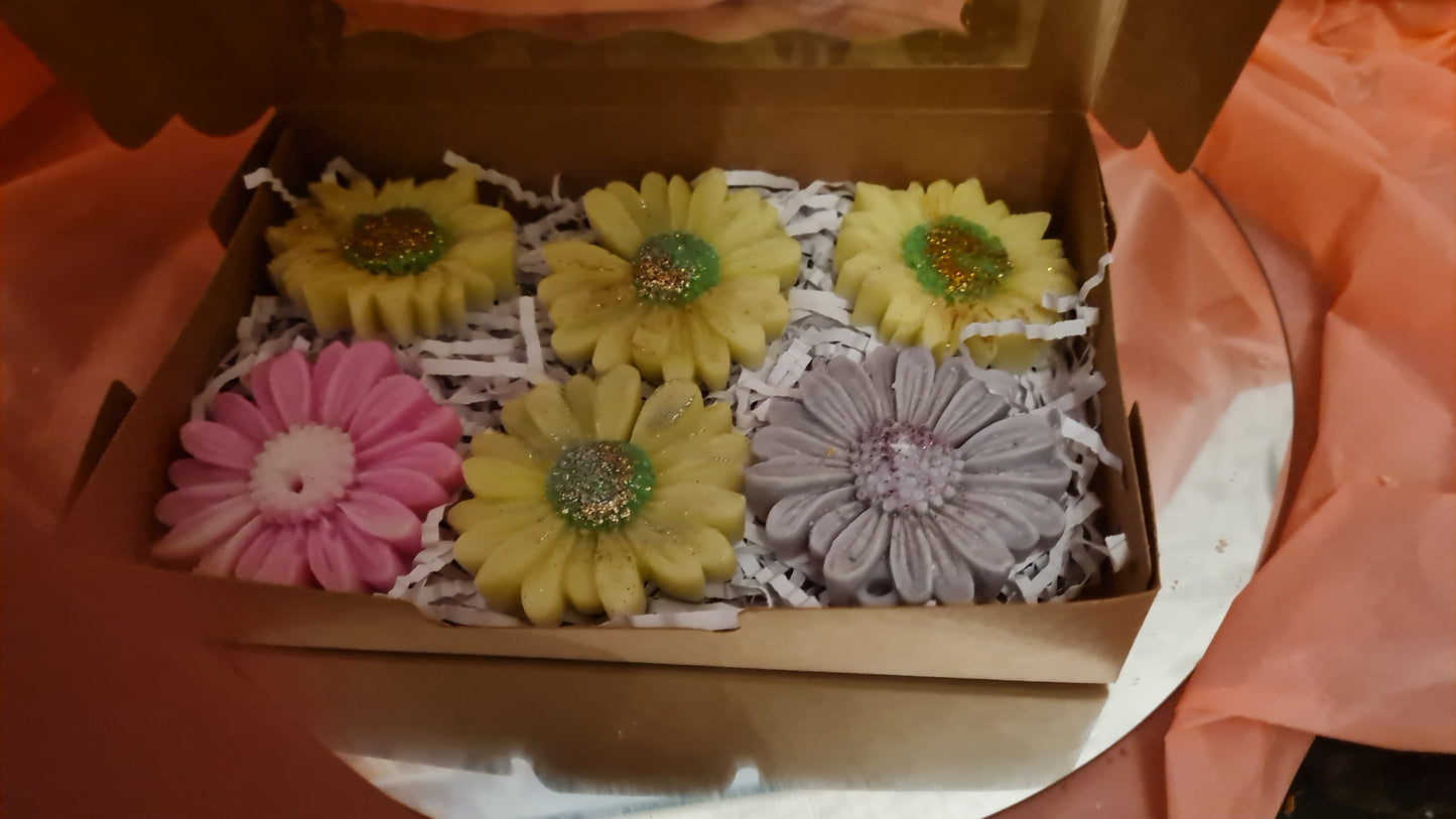 Box of 6 Daisies with melts wax (110g)