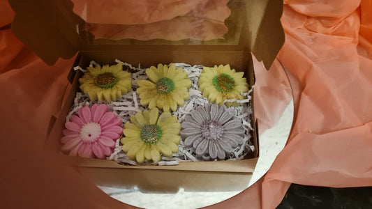 Box of 6 Daisies with melts wax (110g)